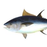 CV Ekspor Bumi Laut Sejahtera Fish